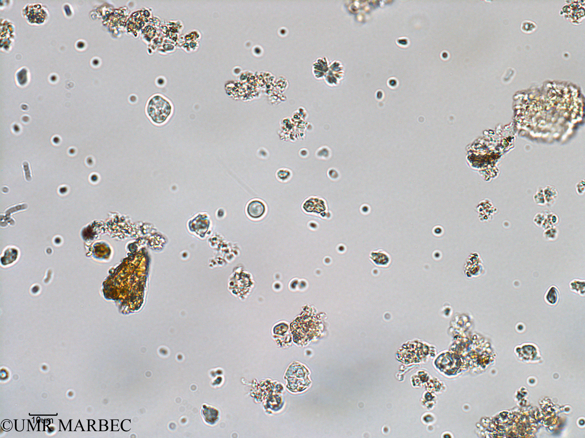 phyto/Bizerte/bizerte_bay/RISCO February 2015/Scrippsiella spp (ancien Baie_T1-A_cf scrippsiella-3).tif(copy).jpg